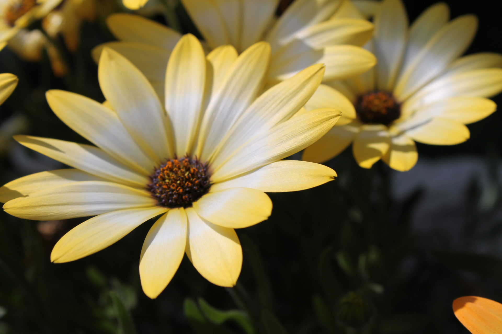 デイジーの花言葉 花の無料写真18枚 Abc Image