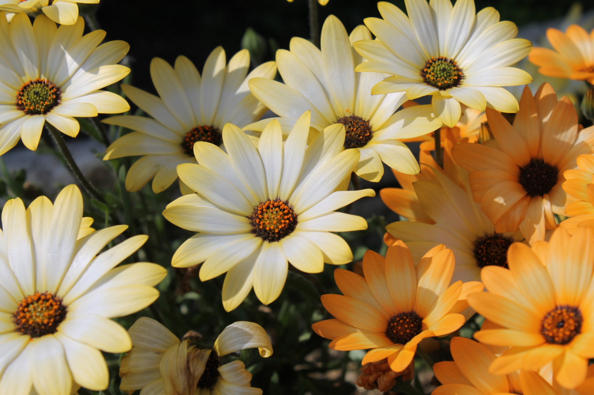 デイジーの花言葉 花の無料写真18枚 Abc Image