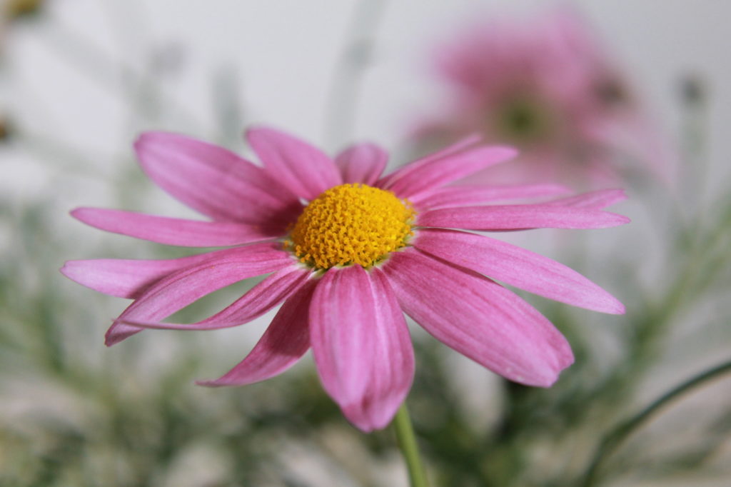 マーガレットの花言葉とピンクと白の写真素材 Abc Image