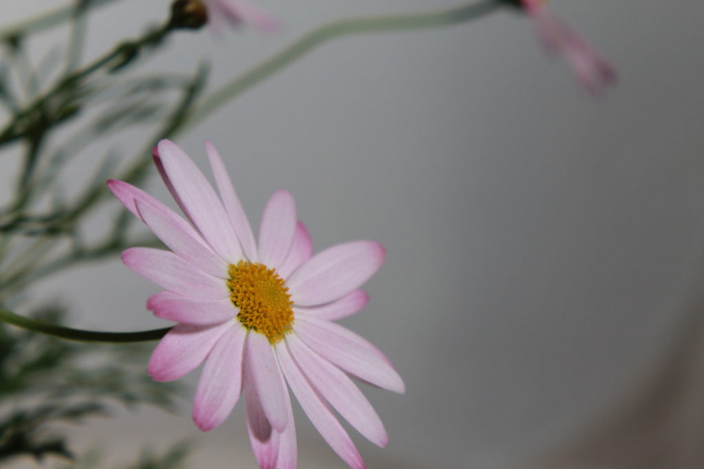 マーガレットの花言葉とピンクと白の写真素材 Abc Image