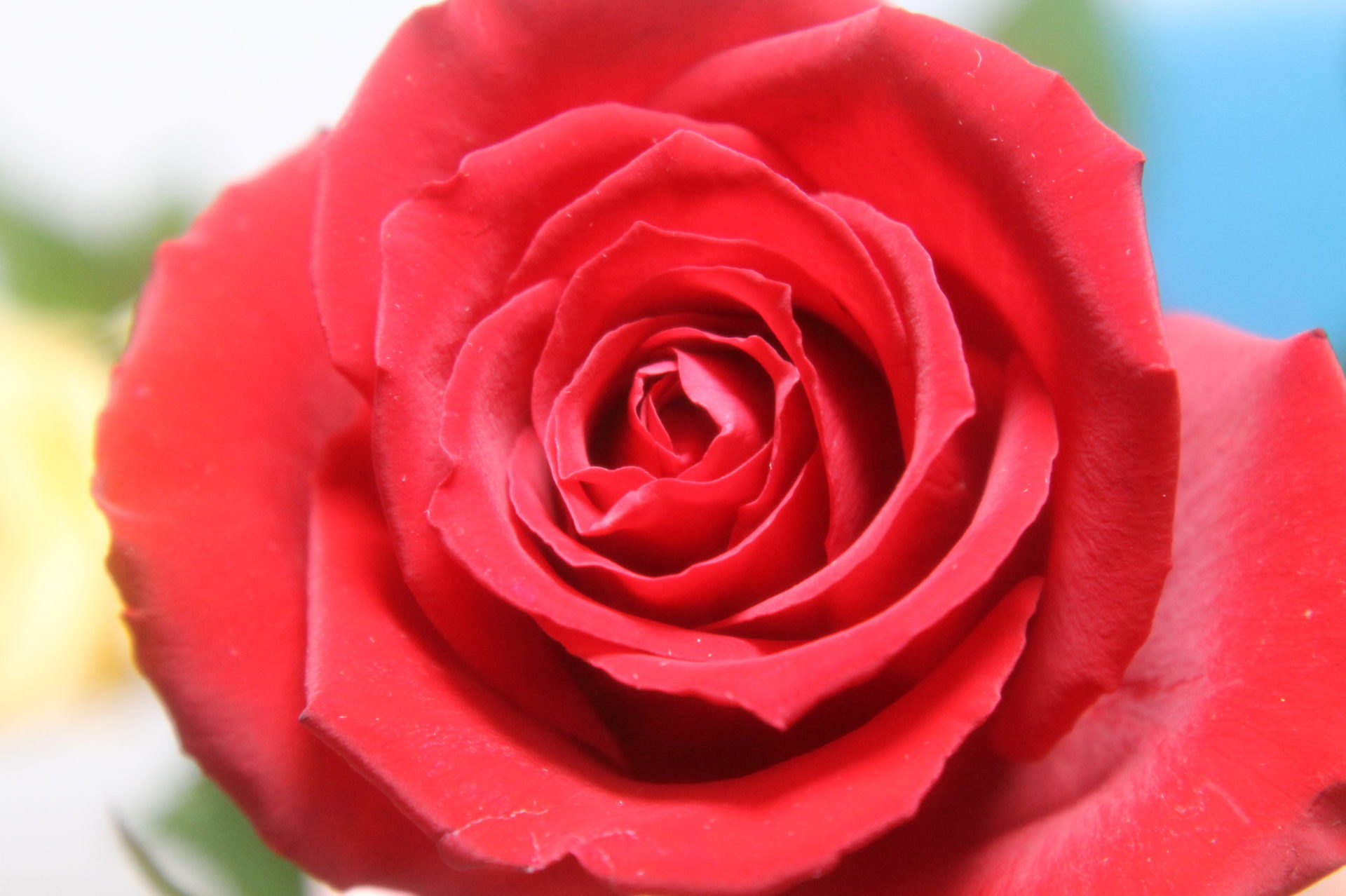 薔薇の花 花束と花言葉 無料写真18枚 Abc Image