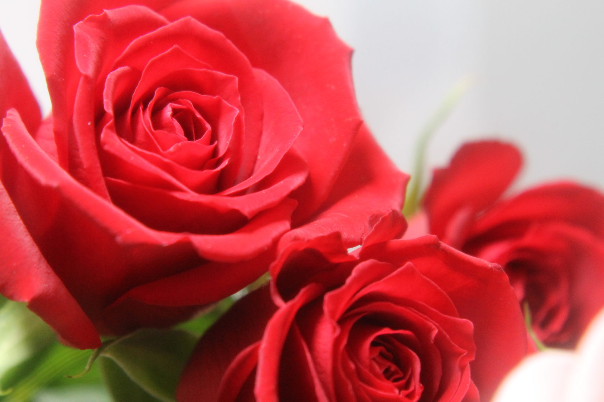 薔薇の花 花束と花言葉 無料写真18枚 Abc Image